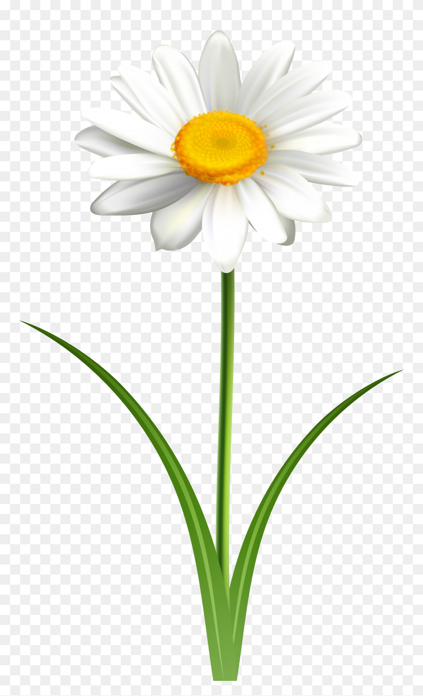 4723x8000 Daisy Flower Transparent Png Clip Art Gallery - Transparent Flower Clipart