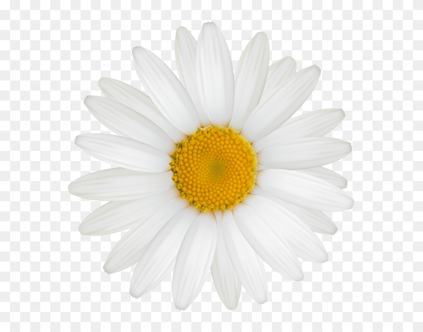 595x600 Daisy Png Clipart - White Daisy PNG