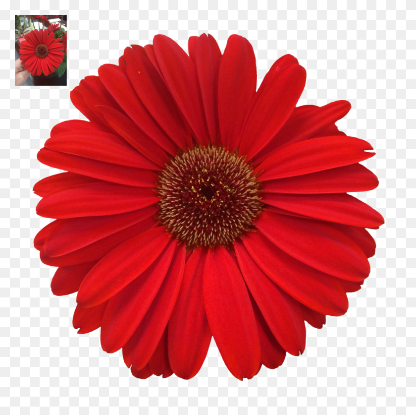 1024x1021 Daisy Png Images Transparent Free Download - Daisy PNG