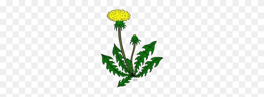 200x250 Dandelion Clipart - Dandelion PNG