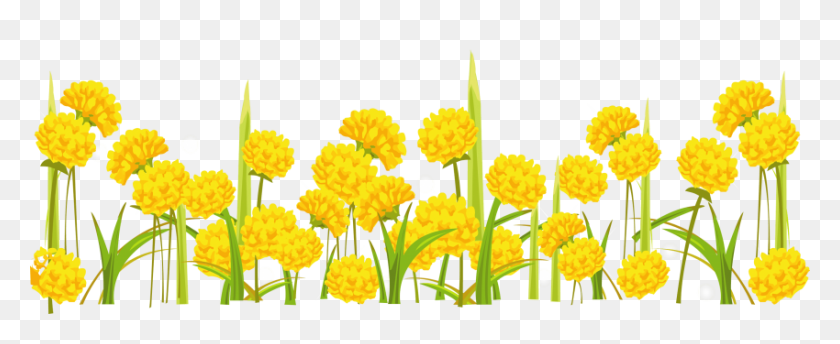 850x310 Dandelion Png - Dandelion PNG