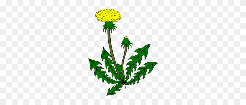 240x300 Dandelion Weed Clip Art - Weeds PNG
