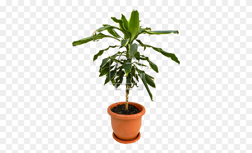 450x450 Dark Green Small Tree In Planter - Small Tree PNG