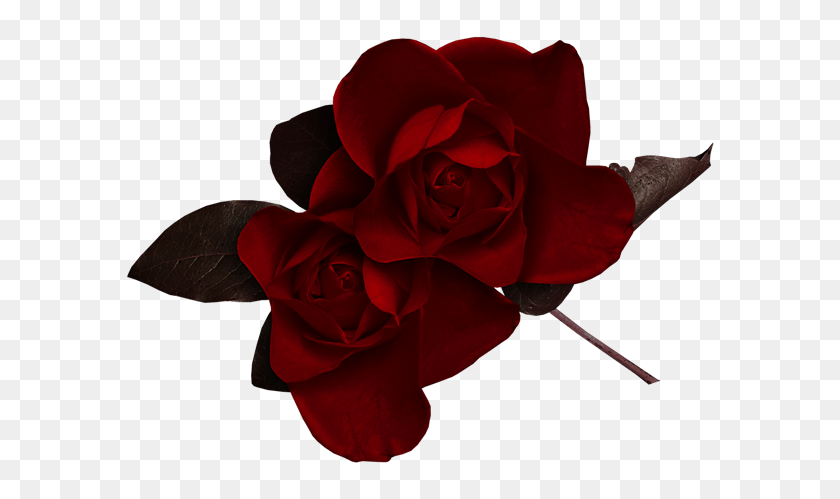 600x439 Dark Red Rose - Dark PNG