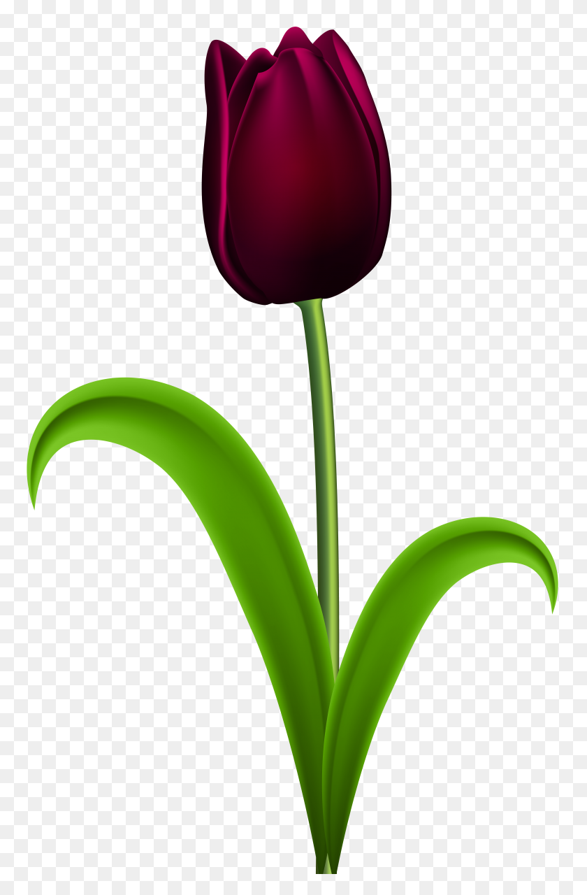 5113x8000 Dark Red Tulip Transparent Png Clip Art Gallery - Dark Clipart