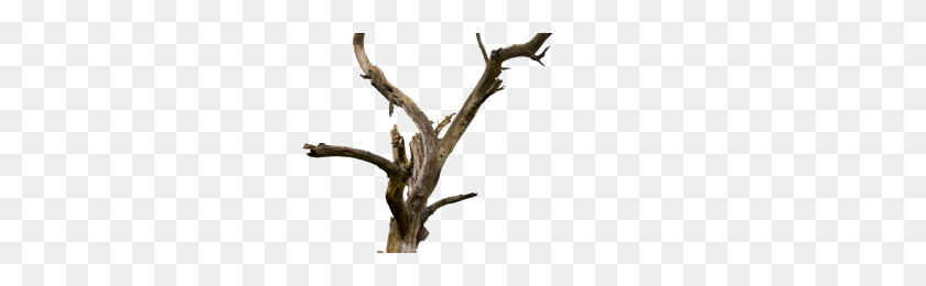300x200 Daryl Dixon Png Png Image - Dead Tree PNG