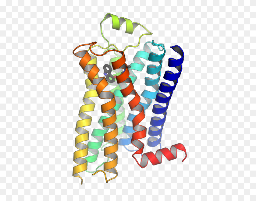 450x600 El Seguimiento De Datos Puede Ayudar A Recopilar El Receptor De Proteína G Relacionado Con Mas - Proteína Png