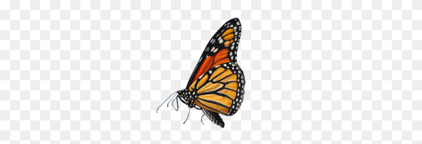 300x227 De Roode Lab - Monarch Butterfly PNG