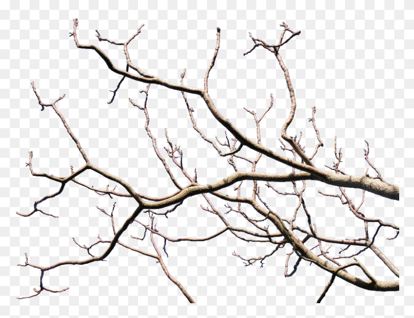 800x600 Dead Tree Branch With Transparent Background Png - Sky Background PNG
