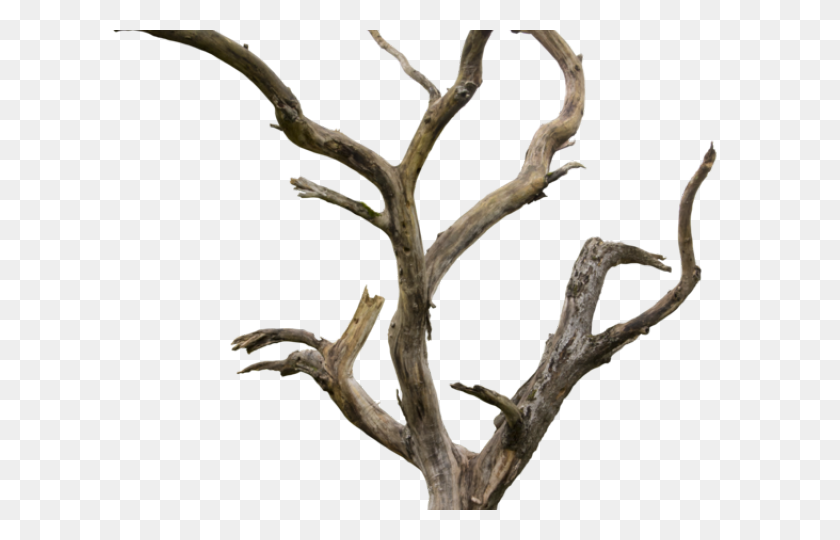 640x480 Мертвое Дерево Клипарт Ствол Дерева - Ствол Дерева Png