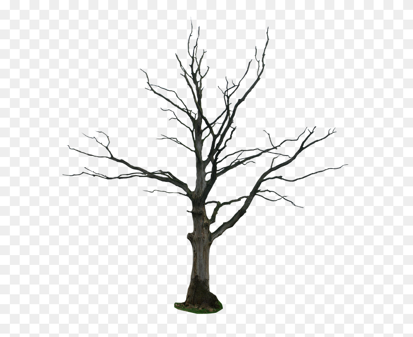 600x627 Dead Tree Png - Tree Branch PNG