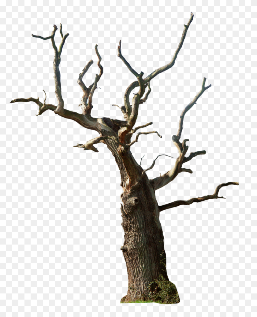 798x1000 Dead Tree Png - Tree Trunk PNG