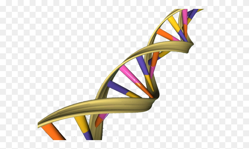 586x443 Decoding Your Baby's Dna It Can Be Done But Should It Be - Dna Strand Clipart