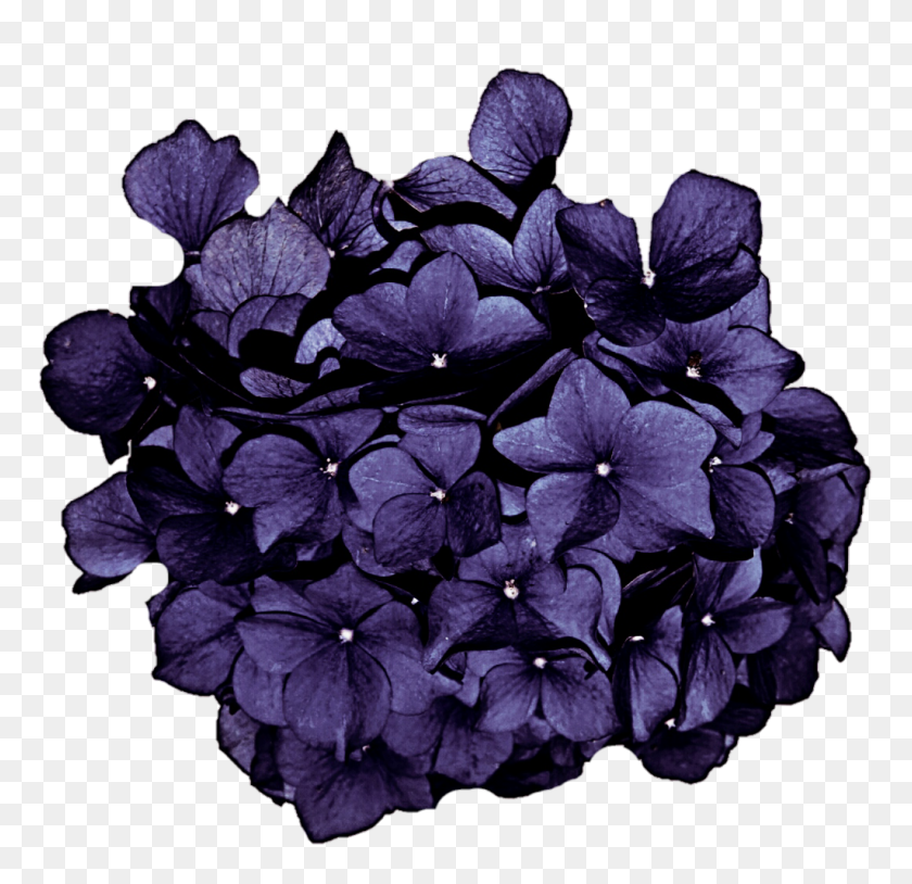 1024x990 Deep Lilac Hydrangea - Hydrangea PNG