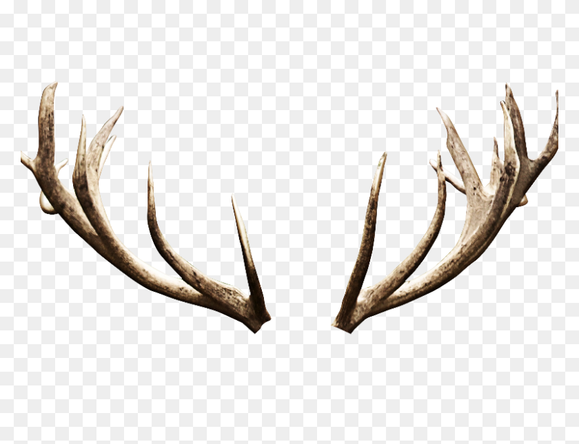 800x600 Deer Antlers Horns Png Image - Rust Texture PNG