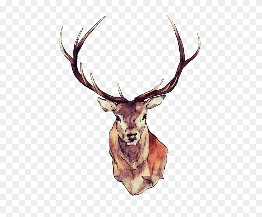 500x634 Deer Face Transparent Png - Deer PNG