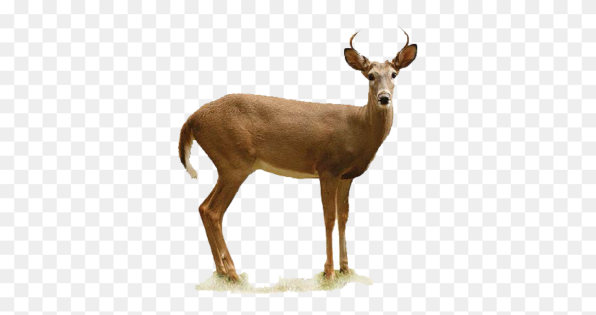 341x385 Deer Oklahoma Department Of Wildlife Conservation - Buck PNG