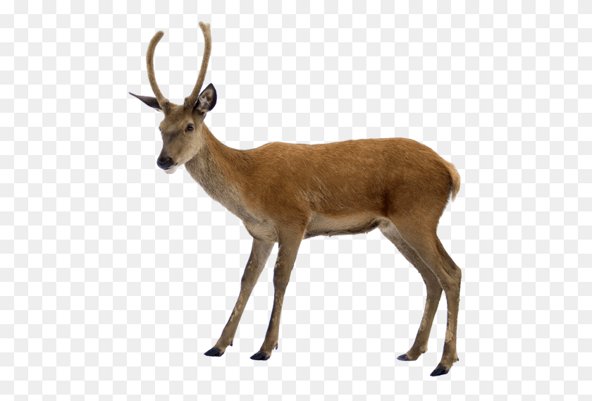 480x509 Deer Png - Deer PNG