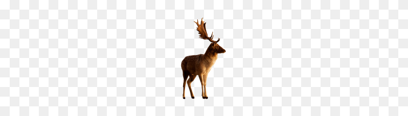 180x180 Deer Png Clipart - Deer PNG