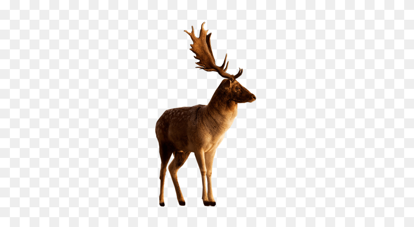 400x400 Deer Png Clipart Dlpng - Elk PNG