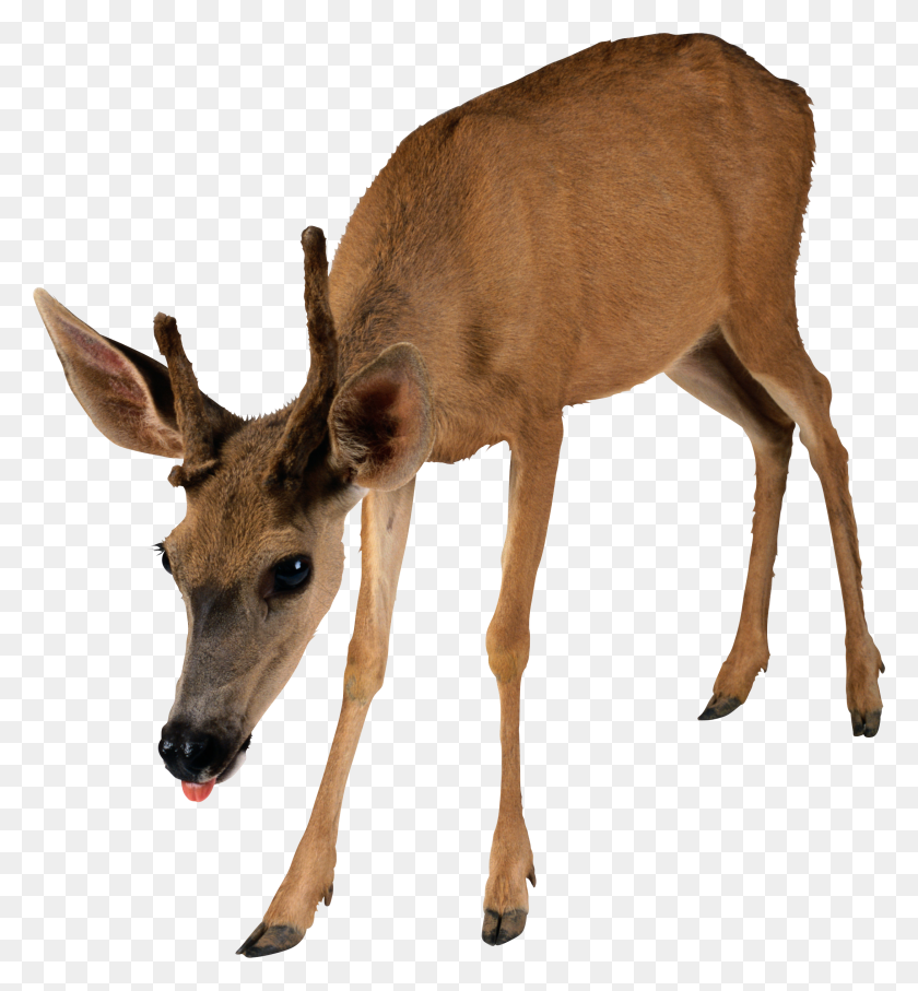 2181x2369 Deer Png Images Free Download, Deer Png - Deer PNG