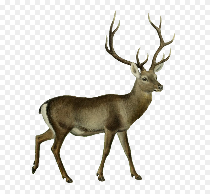 602x715 Deer Png Transparent Images - Deer PNG
