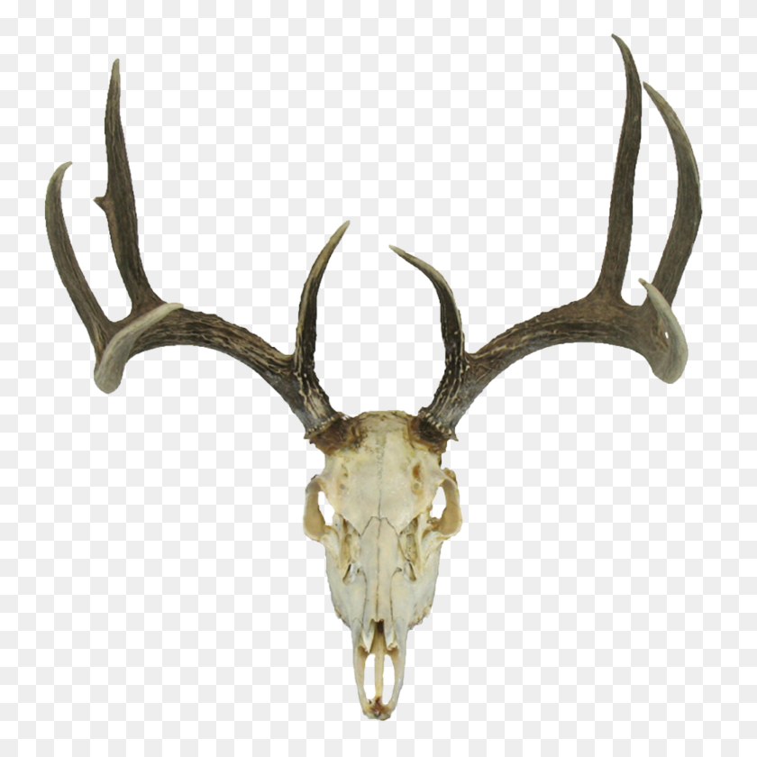 3500x3500 Deer Skull - Deer Head PNG