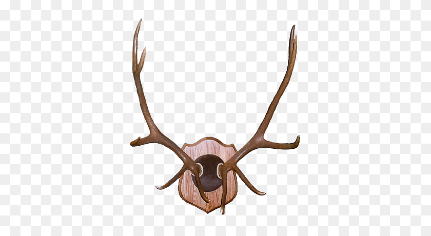 351x400 Deer Skull Clipart - Deer Skull Clipart