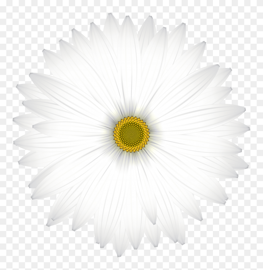 5807x6000 Delicate White Daisy Transparent Png Clip Art Gallery - White Daisy Clipart