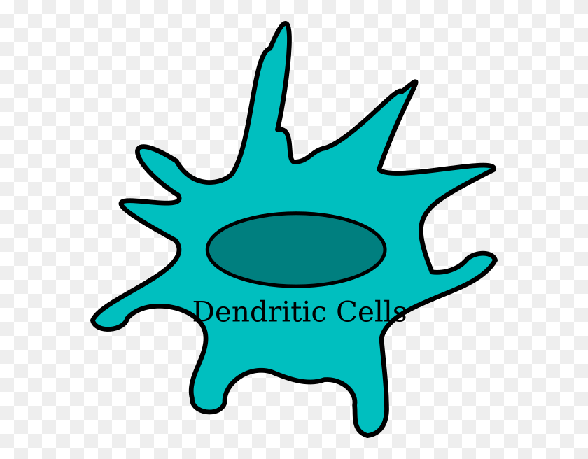 582x596 Dendritic Cell Red Clip Art - Chloroplast Clipart