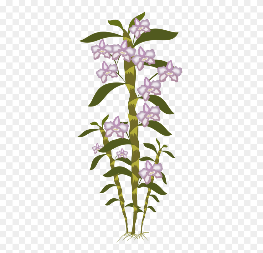 Dendrobium Computer Icons Cut Flowers Company Free - Den Clipart