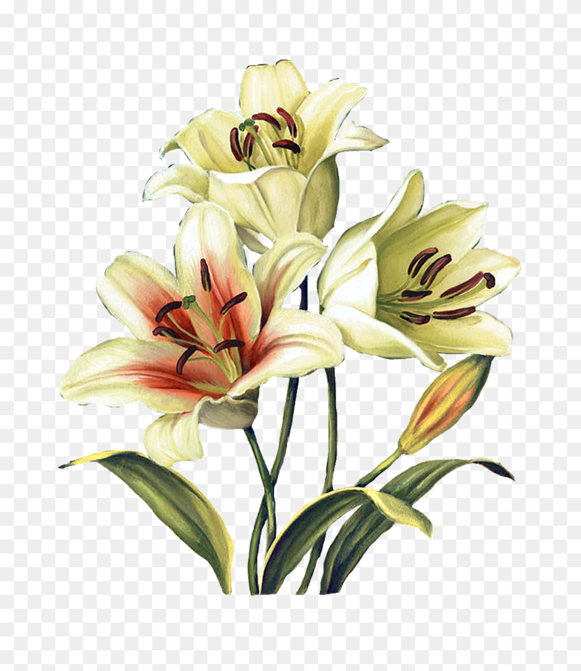 1370x1600 Desen In Flowers, Lisa - Watercolor Floral PNG