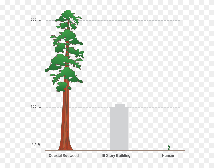 615x598 Diseño De Infografías Interactivas En Adobe Edge Animate Sitepoint - Redwood Tree Png