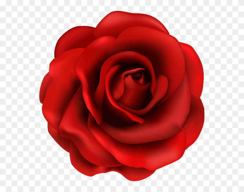 583x600 Дизайн Красные Розы, Красная Роза - Лепесток Розы Png