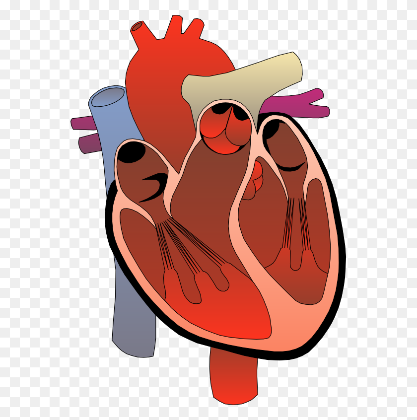 555x786 Diagram Human Heart Clip Art Free Image - Human Heart PNG