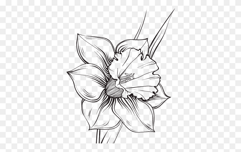 600x470 Dibujo De Flor De Narciso Para Colorear Plantas - Тропические Цветы Png