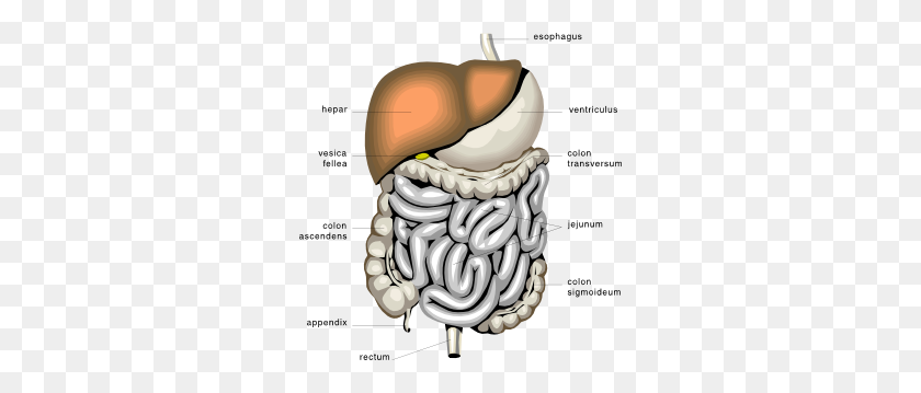 294x299 Digestive Organs Medical Diagram Clip Art Free Vector - Colon Clipart