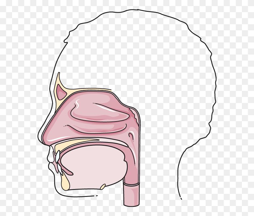 592x653 Digestive System Archives - Esophagus Clipart