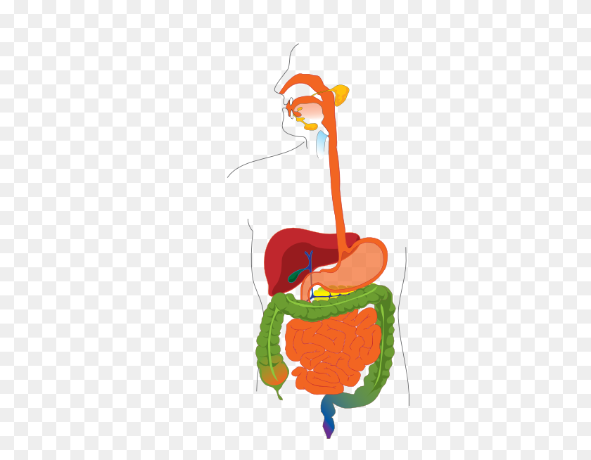 324x594 Digestive System Clip Art - Respiratory System Clipart