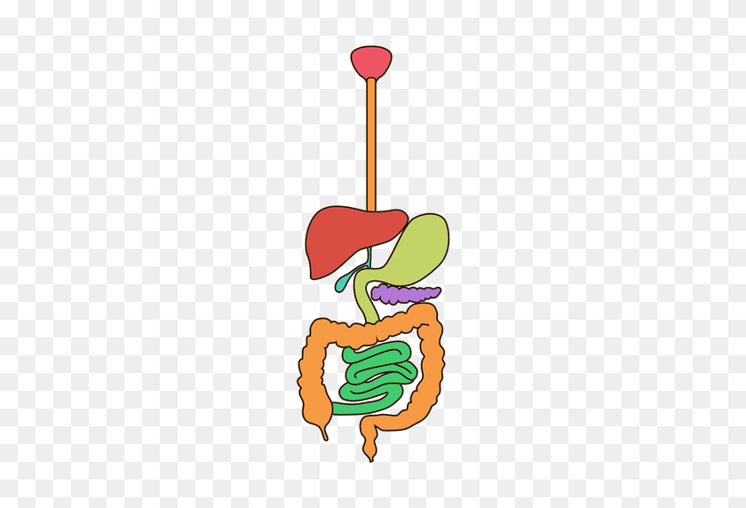 512x512 Digestive System Clipart - Digestive System Clipart