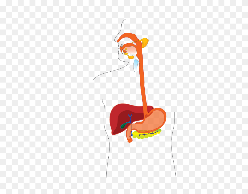 354x598 Digestive System Cliparts - Muscular System Clipart