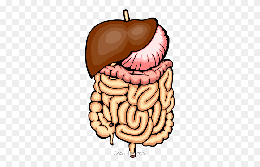 290x480 Digestive System Royalty Free Vector Clip Art Illustration - Small Intestine Clipart