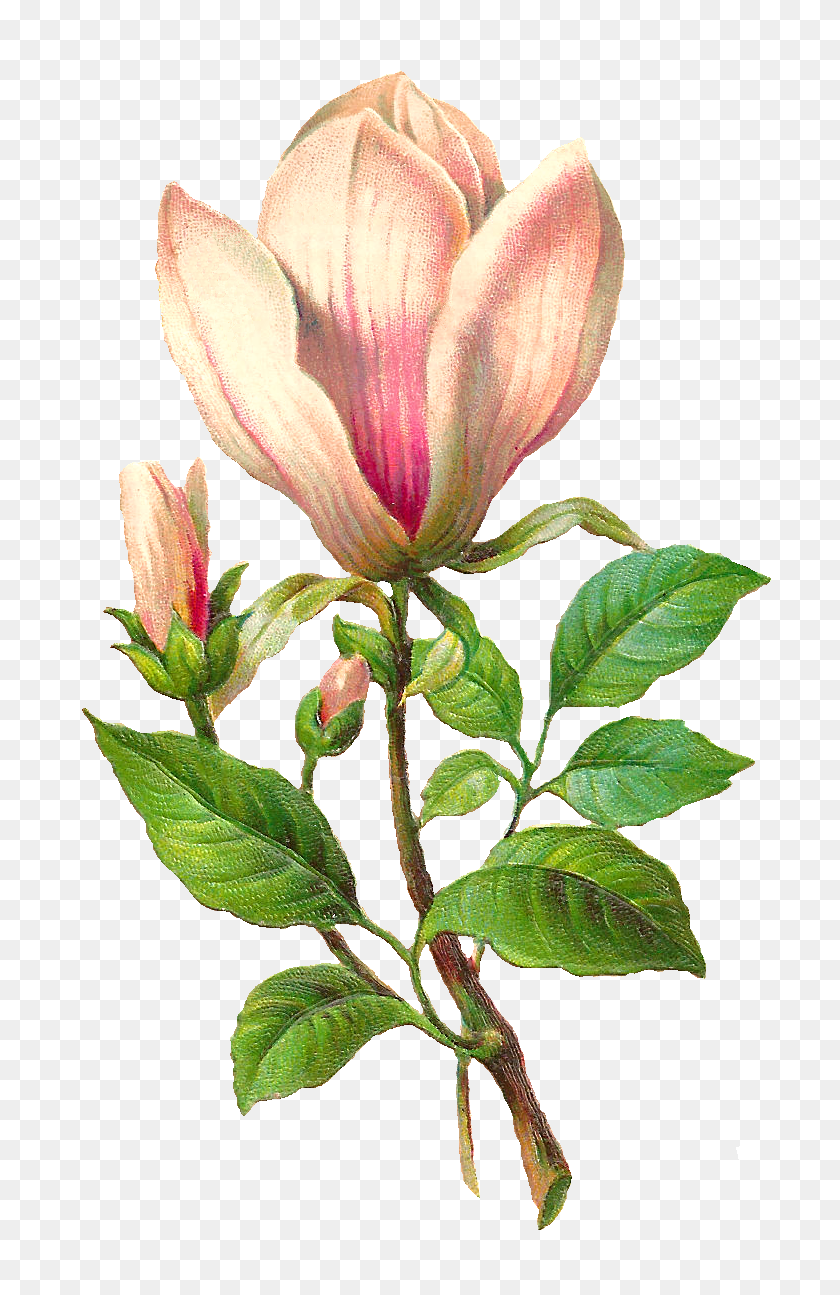 768x1235 Digital Flower Download Clipart Art Images - Magnolia Clipart
