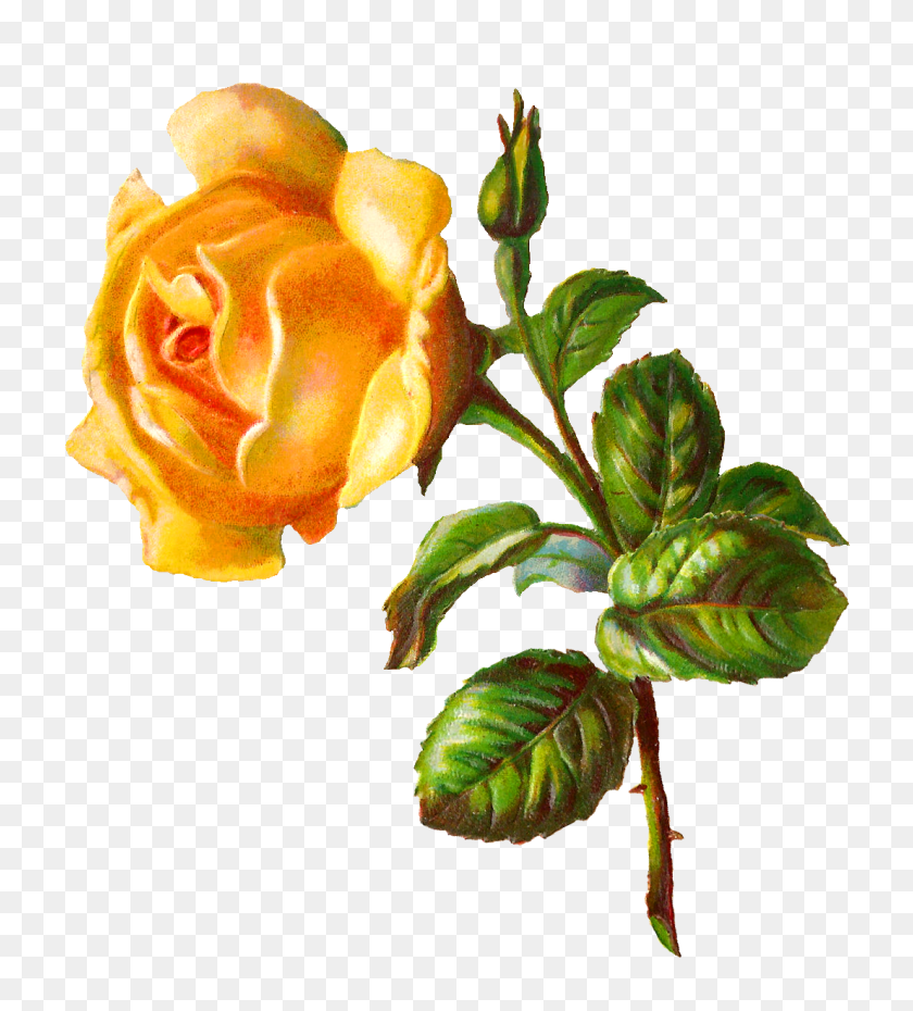 1106x1234 Digital Rose Clip Art Save It! Yellow Roses, Rose - Yellow Rose Clipart