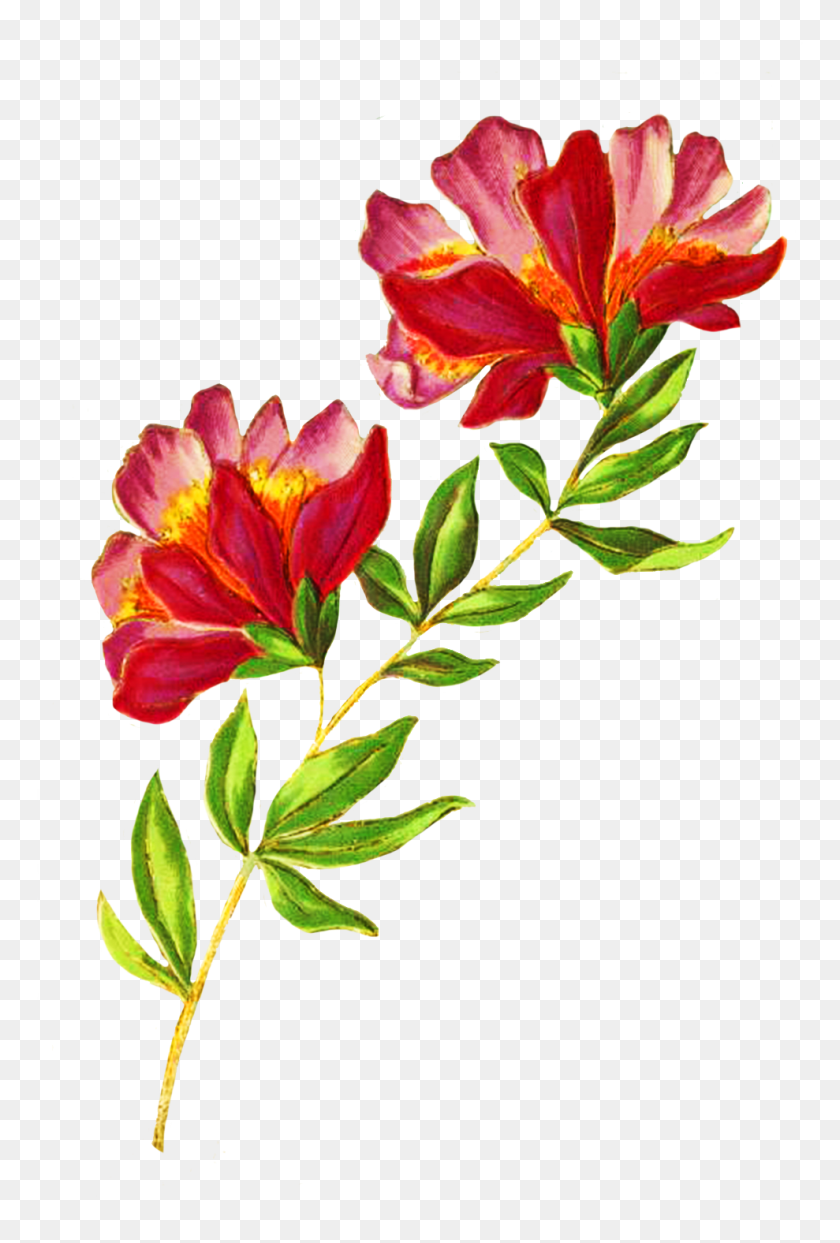 989x1500 Digital Scrapbooking Flowers - Real Flowers PNG