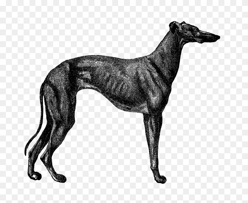 1600x1291 Digital Stamp Design Free Printable Dog Breed Clip Art Greyhound - Old Dog Clipart