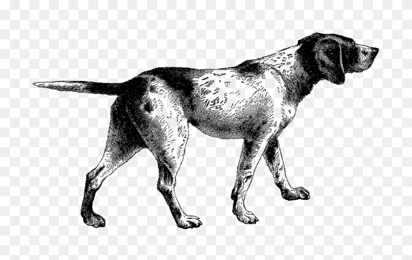 1600x966 Digital Stamp Design Pointer Dog Digital Vintage Clip Art Animal - Black And White Clipart Dog