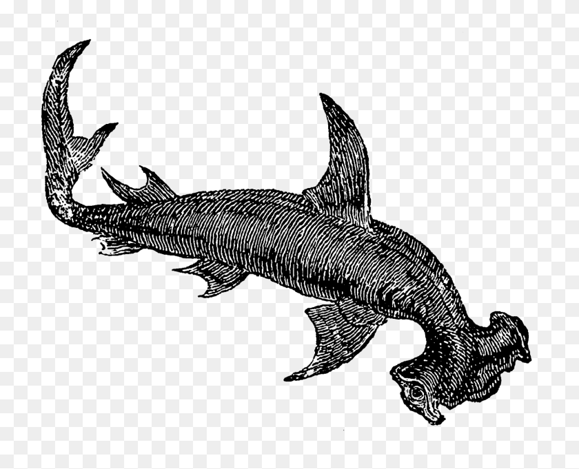 1600x1275 Цифровой Дизайн Штампа Антикварный Цифровой Клип С Акулой И Морской Жизнью - Прозрачный Клипарт С Акулами
