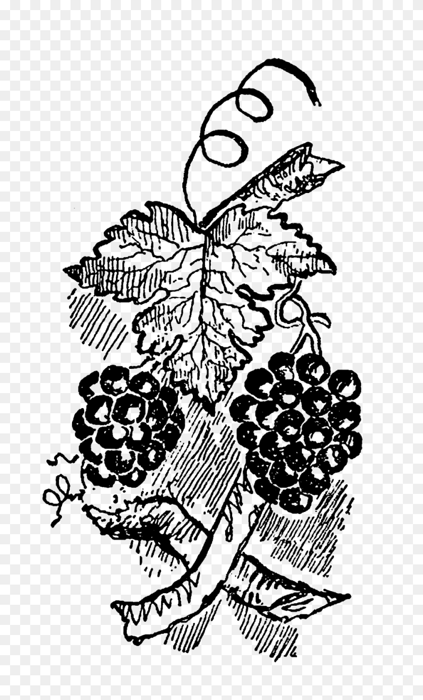 939x1600 Digital Stamp Design Stock Grapes Fruit Digital Images Crafting - Grapes Black And White Clipart
