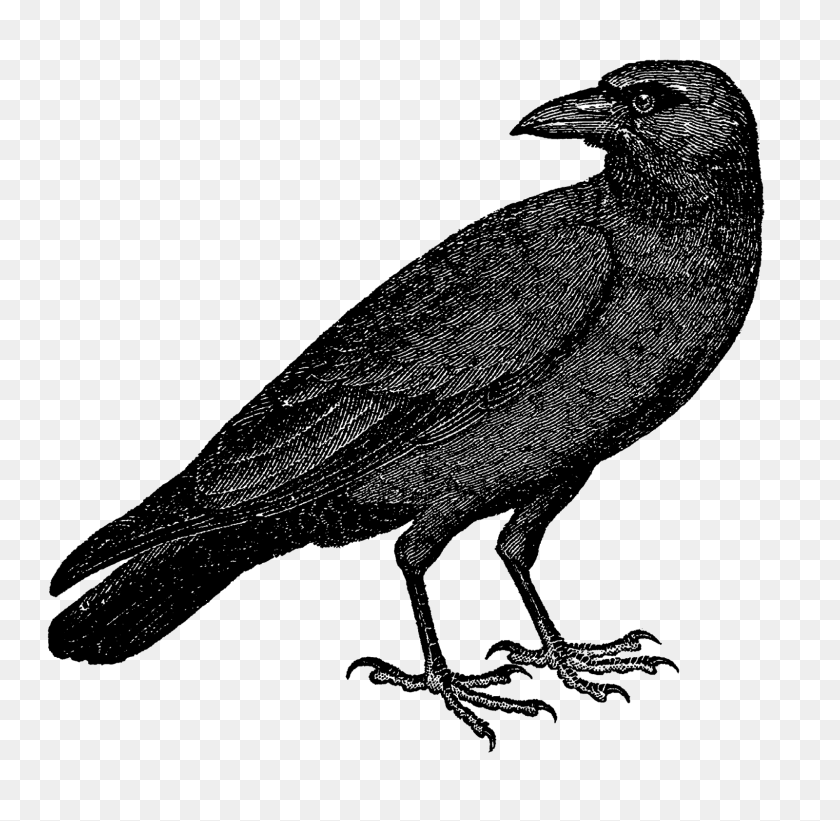 1600x1562 Digital Stamp Design Vintage Free Crow Raven Drawing Bird Images - Vintage Halloween Clip Art